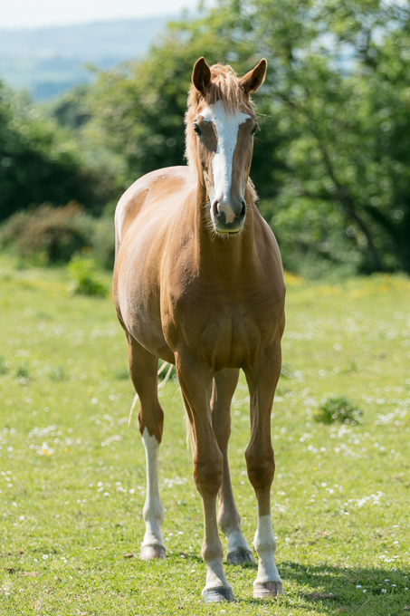Horses Tinnock June 2018 (029)